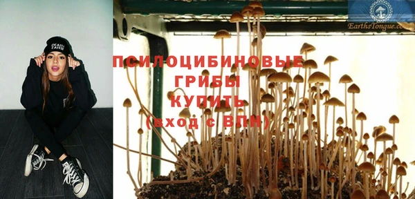 дмт Богданович