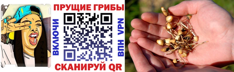Псилоцибиновые грибы Psilocybe  где купить наркоту  Тулун 