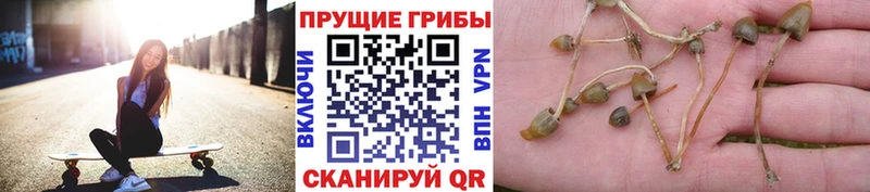 Псилоцибиновые грибы мицелий Тулун